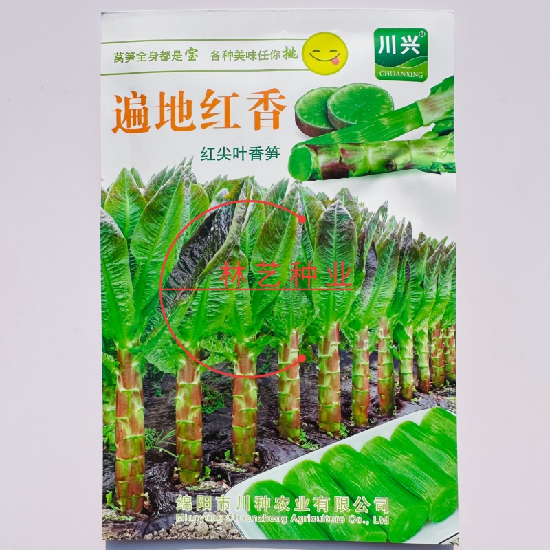 遍地红香红尖叶香莴笋种子高产抗病耐热耐寒农家菜园庭院蔬菜