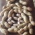 大白沙花生/开封祥符区/白沙系列鲜花生/电商~商超~批发