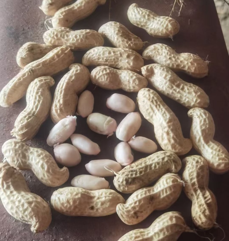 大白沙花生/开封祥符区/白沙系列鲜花生/电商~商超~批发