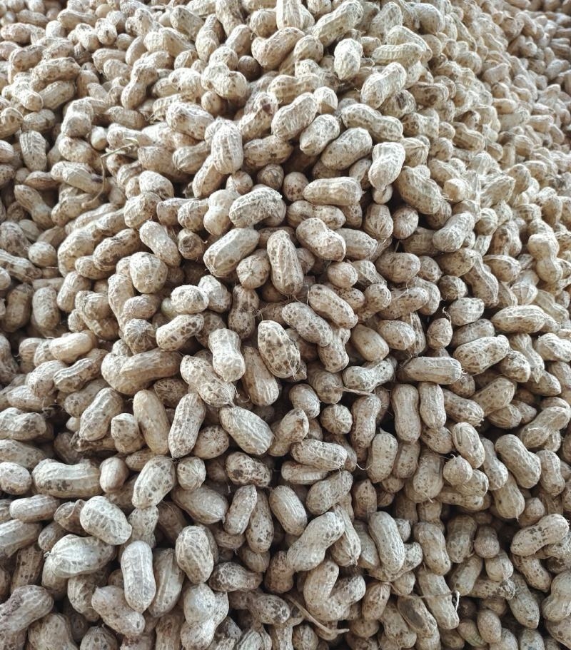 大白沙花生/开封祥符区/白沙系列鲜花生/电商~商超~批发