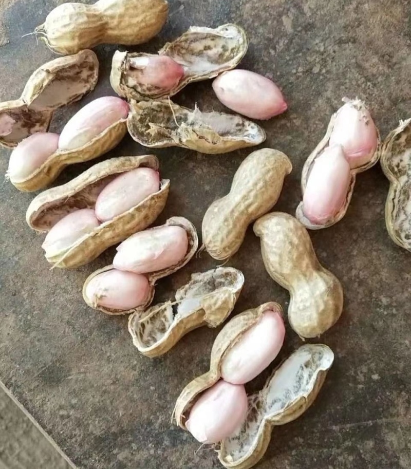 大白沙花生/开封祥符区/白沙系列鲜花生/电商~商超~批发
