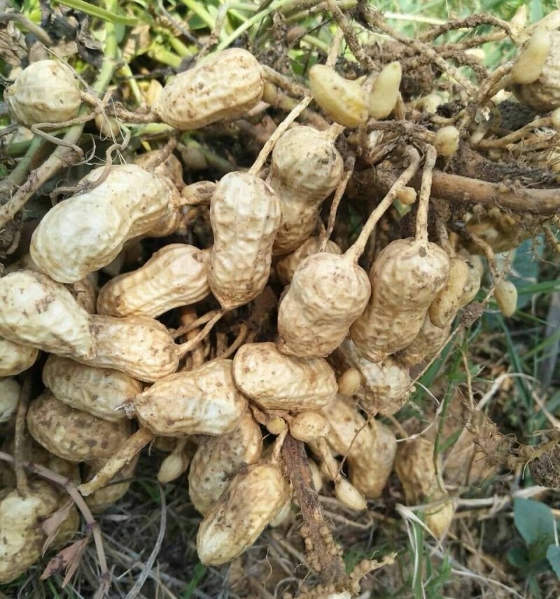 大白沙花生/开封祥符区/白沙系列鲜花生/电商~商超~批发