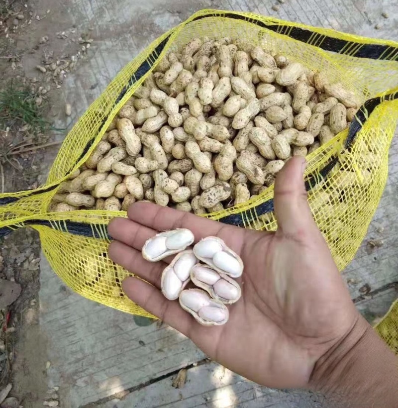 大白沙花生/开封祥符区/白沙系列鲜花生/电商~商超~批发