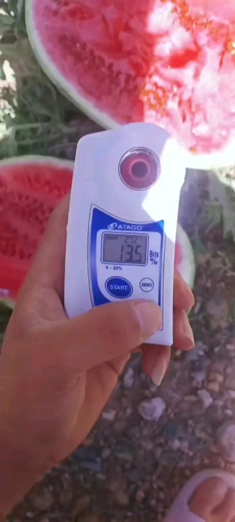 【精品】宁夏硒砂瓜大量供应产地直发价格美丽