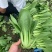 白叶四月慢青菜种子束腰白梗肥厚耐寒耐抽苔春秋大田高产蔬菜