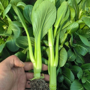 顺发海苔一号早熟菜苔种子菜心漂亮苔质鲜嫩菜苔种子