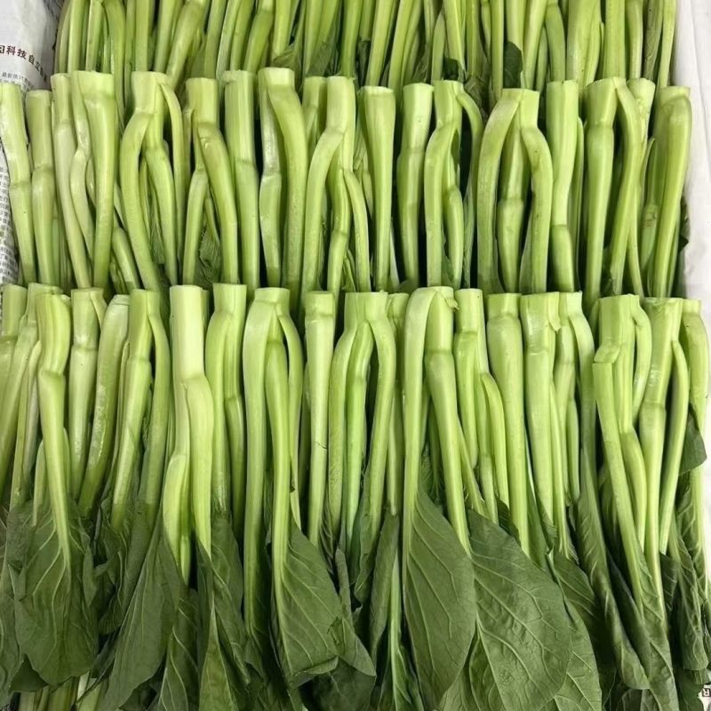 顺发海苔一号早熟菜苔种子菜心漂亮苔质鲜嫩菜苔种子
