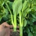 顺发海苔一号早熟菜苔种子菜心漂亮苔质鲜嫩菜苔种子