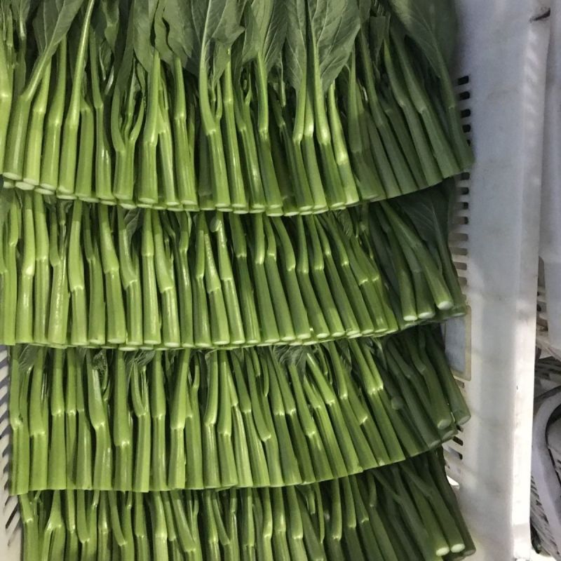 顺发海苔一号早熟菜苔种子菜心漂亮苔质鲜嫩菜苔种子
