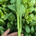 顺发海苔一号早熟菜苔种子菜心漂亮苔质鲜嫩菜苔种子