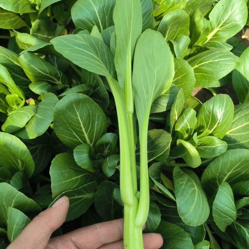 顺发海苔一号早熟菜苔种子菜心漂亮苔质鲜嫩菜苔种子