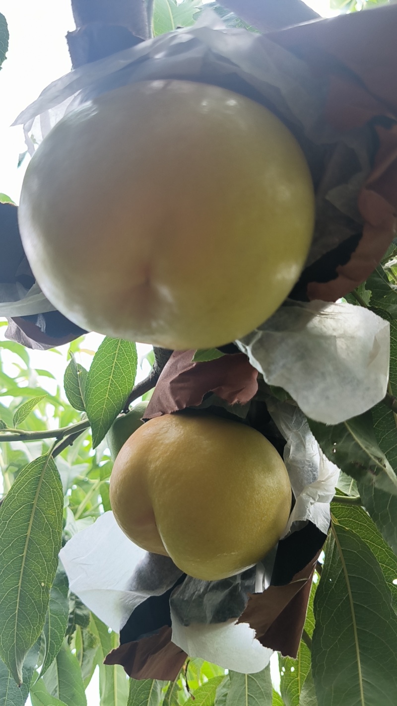 金铭黄油桃