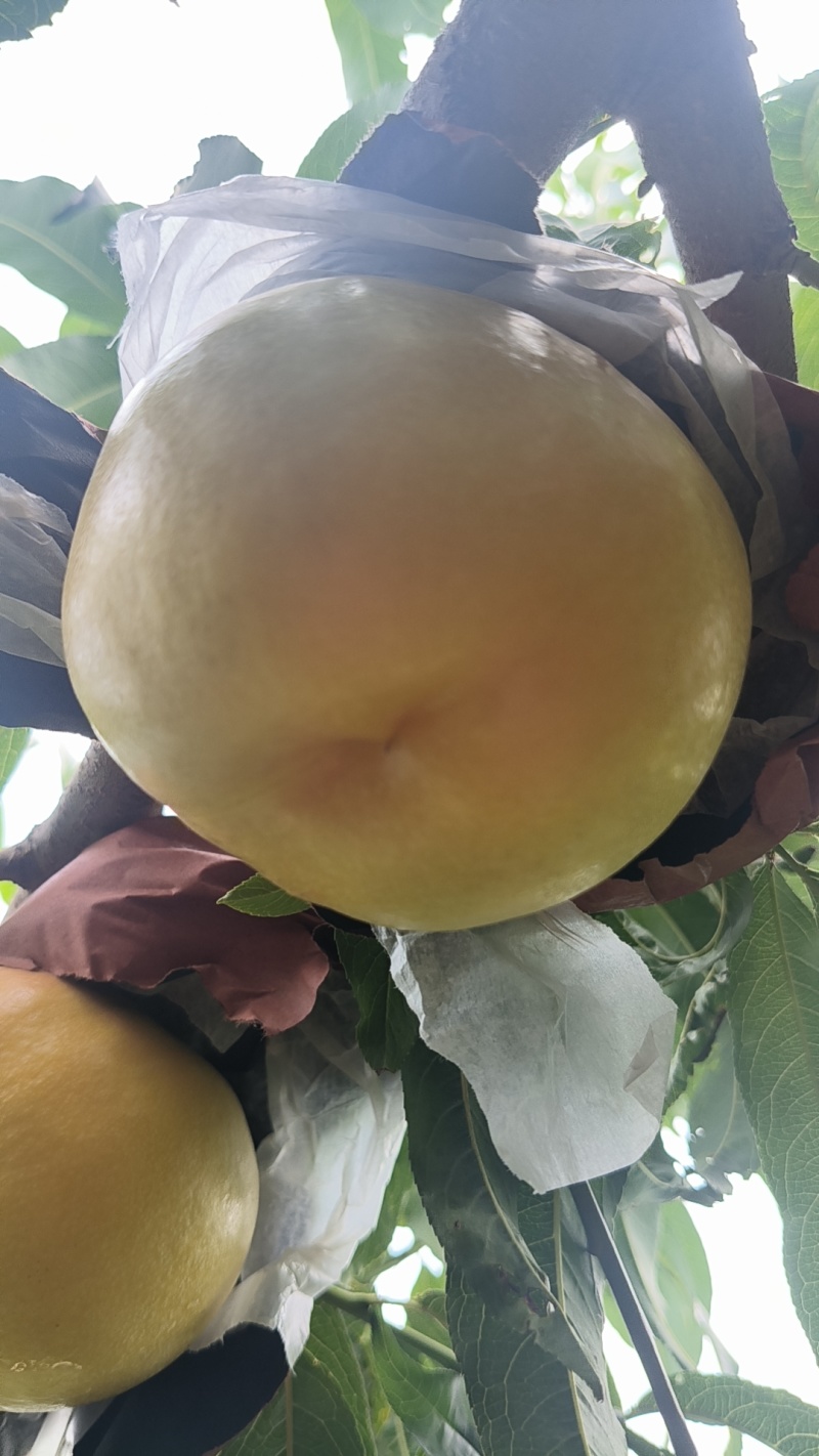 金铭黄油桃