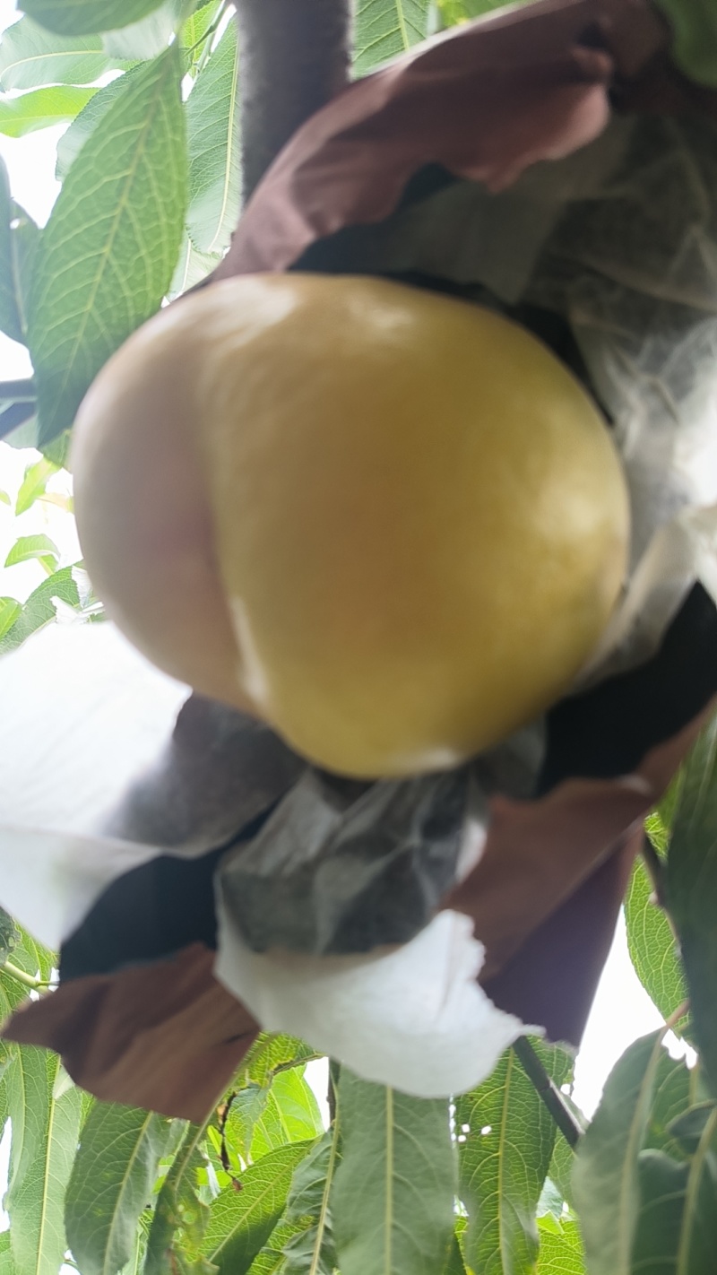 金铭黄油桃