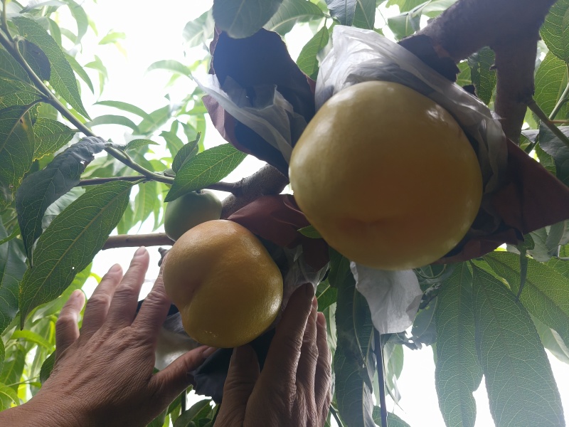 金铭黄油桃