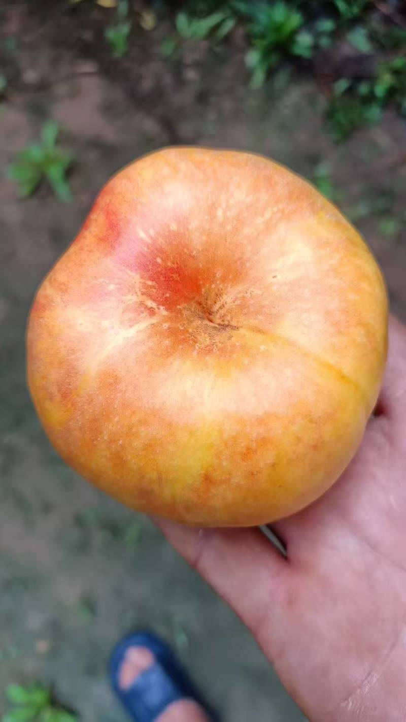 油蟠桃