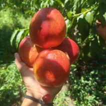 红油桃