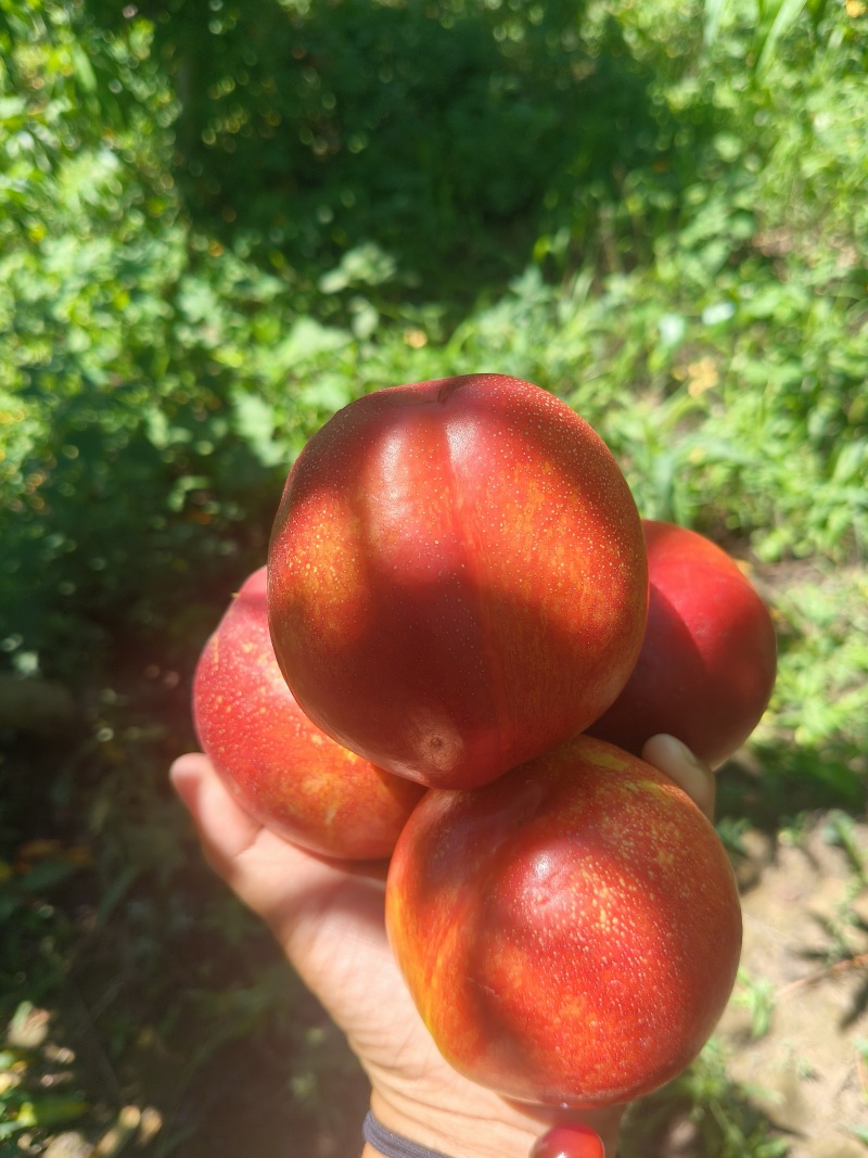红油桃