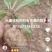虎掌草，扁竹根，马蹄香，干巴菌，牛干菌