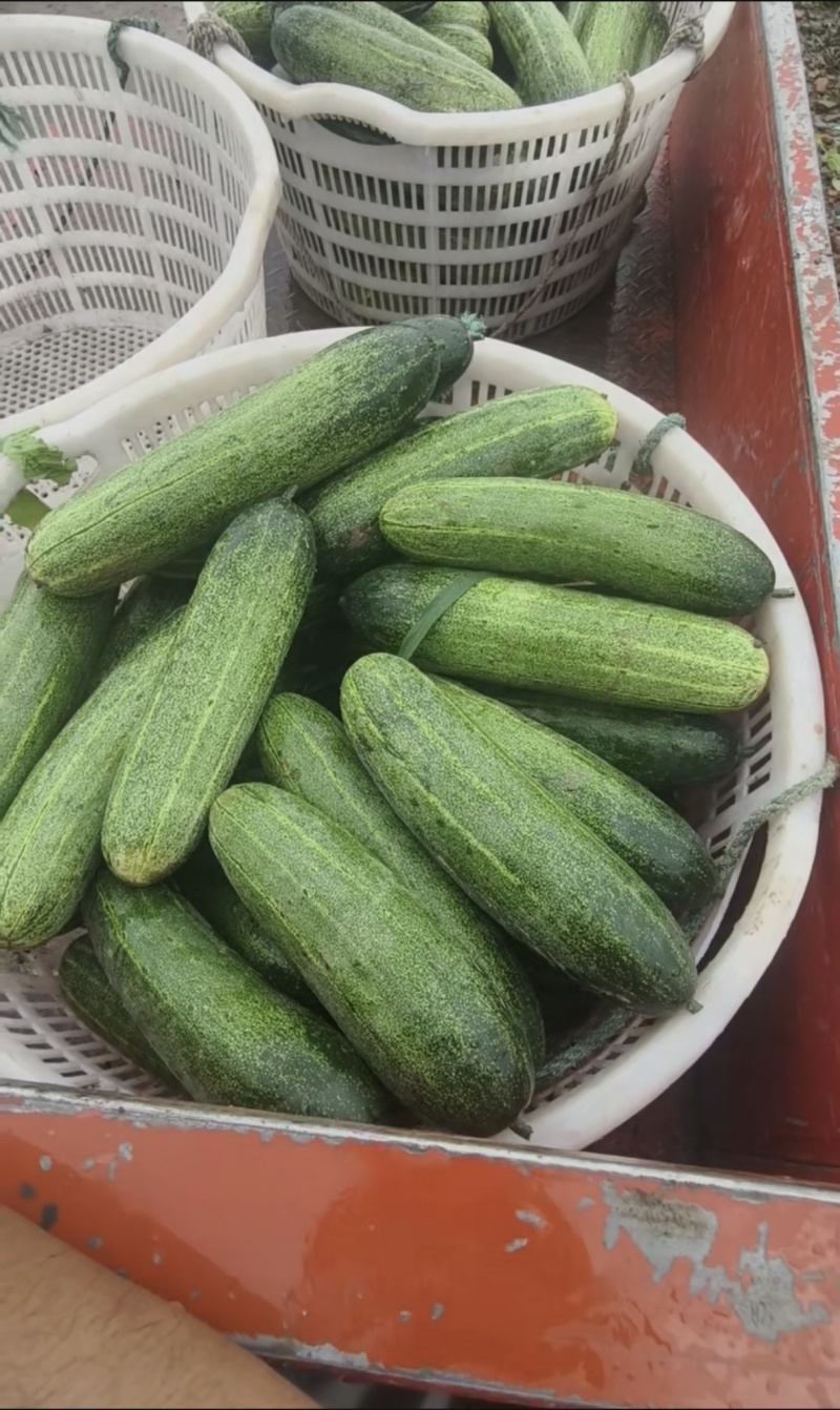 瓠子