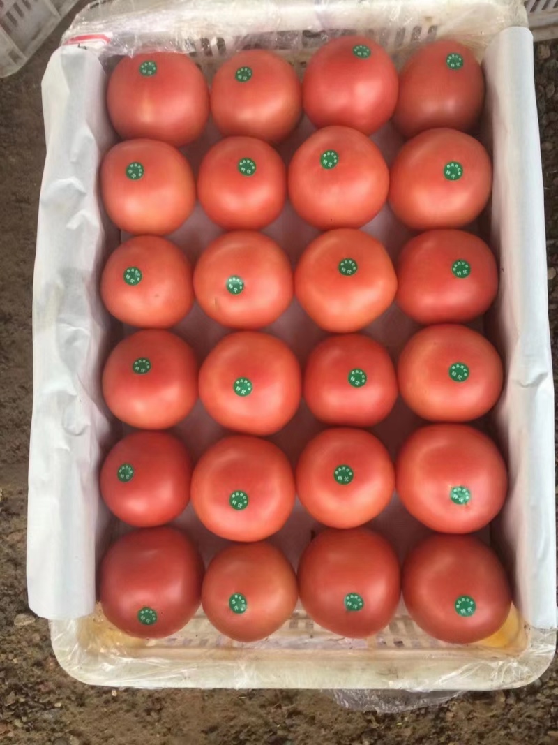 大棚西红柿精品西红柿