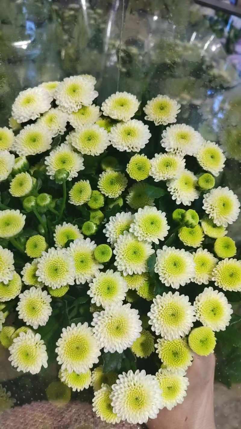 千头菊老桩根，盆栽，地栽，园林绿化，电商可入手