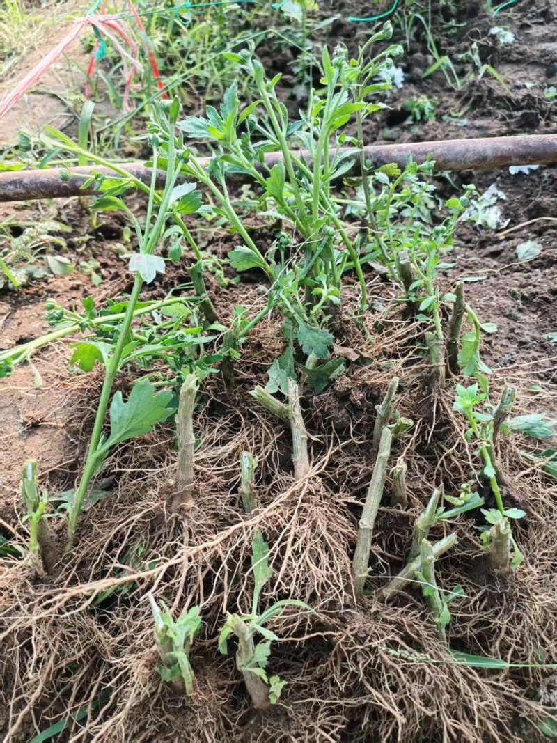 千头菊老桩根，盆栽，地栽，园林绿化，电商可入手