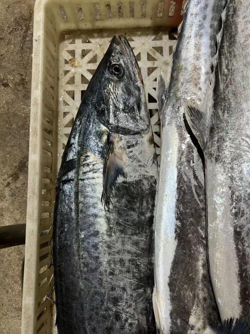 鲅鱼，燕鲅鱼，马鲛鱼，大鲅鱼，春鲅鱼