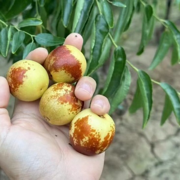 大荔冬枣