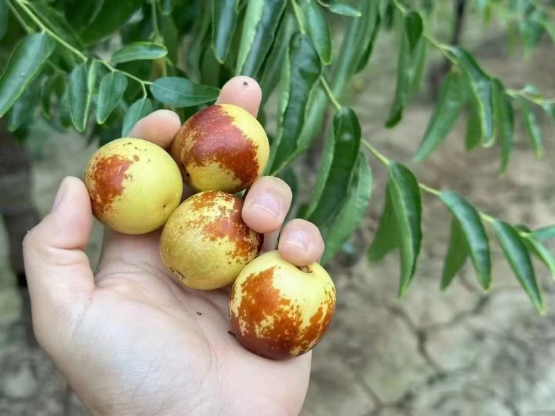 大荔冬枣
