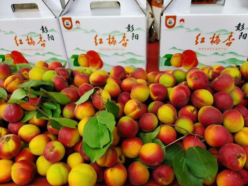 彭阳红梅杏