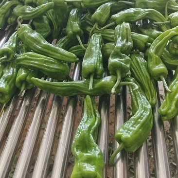 芜湖椒，线椒，螺丝椒牛角，一手货源批发品质保证价格美丽