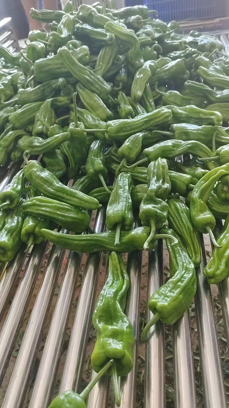 芜湖椒，线椒，螺丝椒牛角，一手货源批发品质保证价格美丽