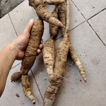 野生牛大力电话***********