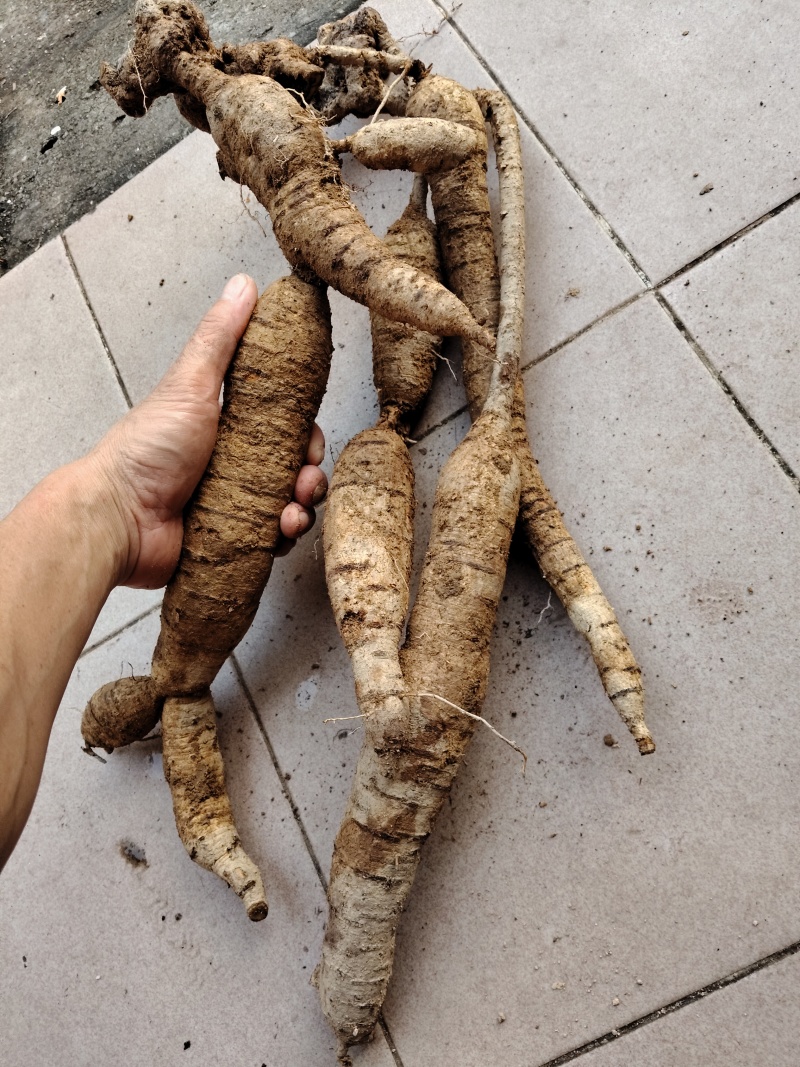 野生牛大力电话***********