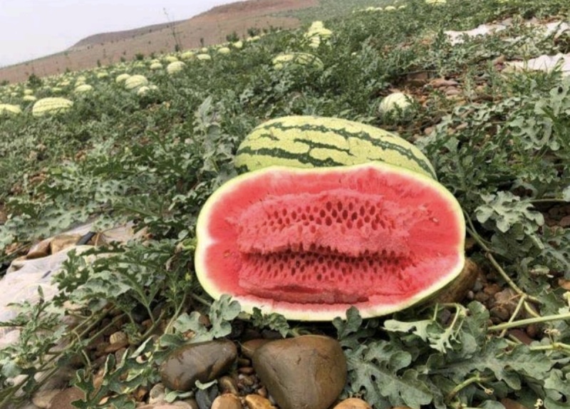 热销《硒砂瓜》石头瓜万亩基地大红瓤小薄皮