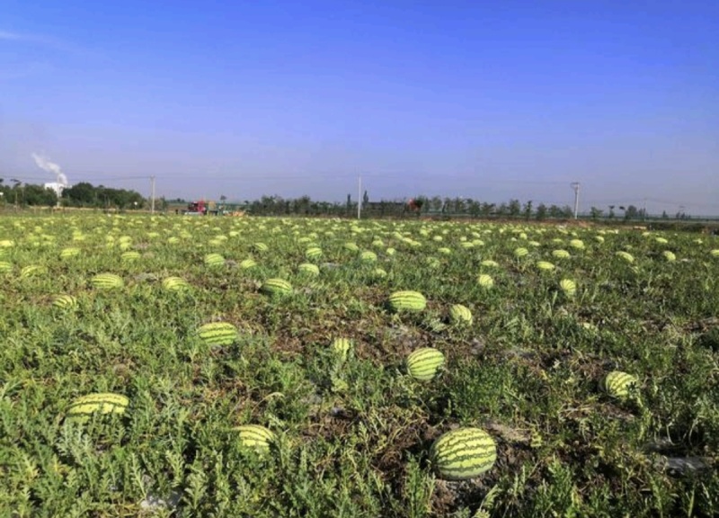 热销《硒砂瓜》石头瓜万亩基地大红瓤小薄皮