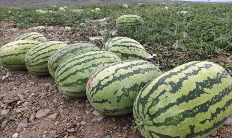 热销《硒砂瓜》石头瓜万亩基地大红瓤小薄皮