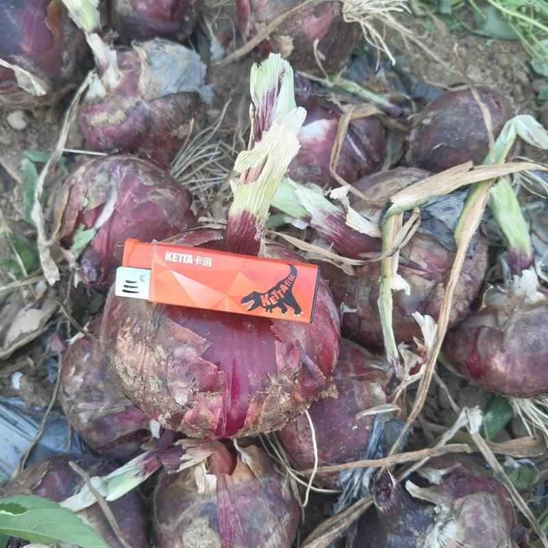 廊坊大红洋葱大量有货基地直供品质优欢迎来电咨询