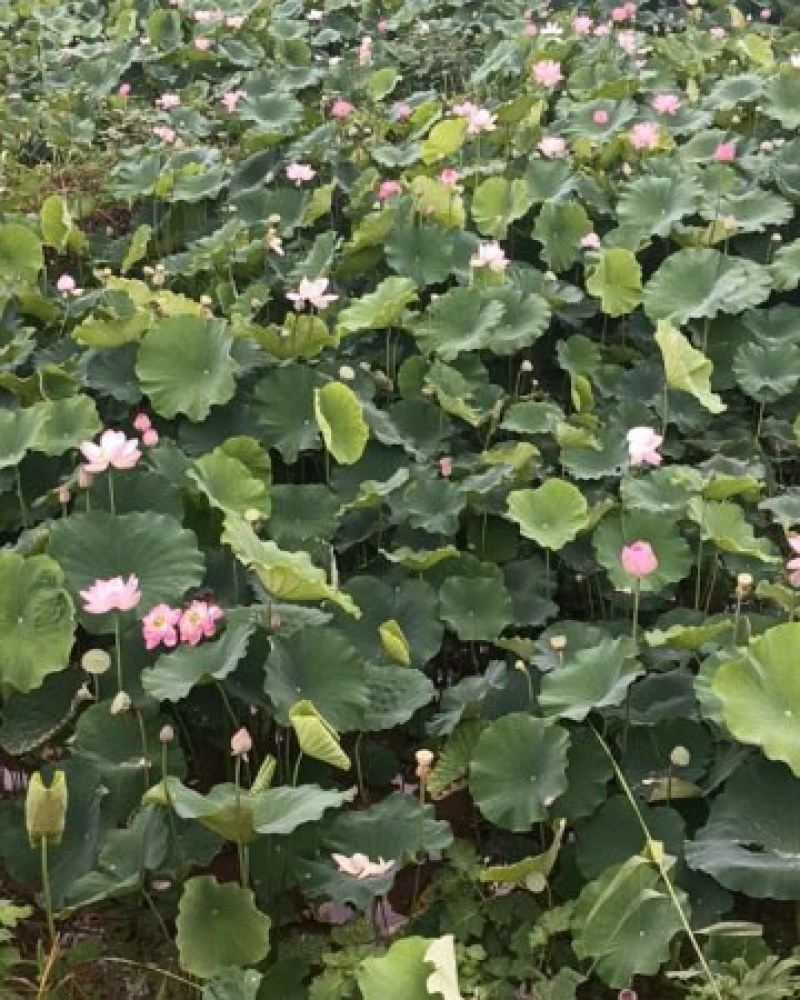 四川安岳县荷花