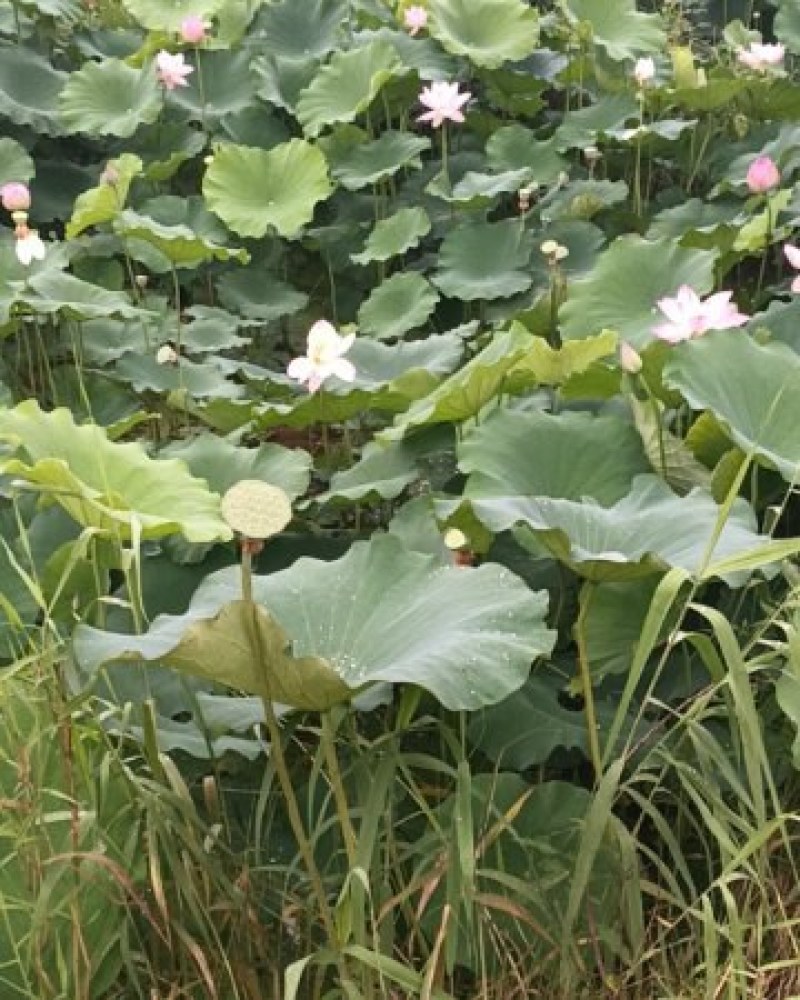 四川安岳县荷花