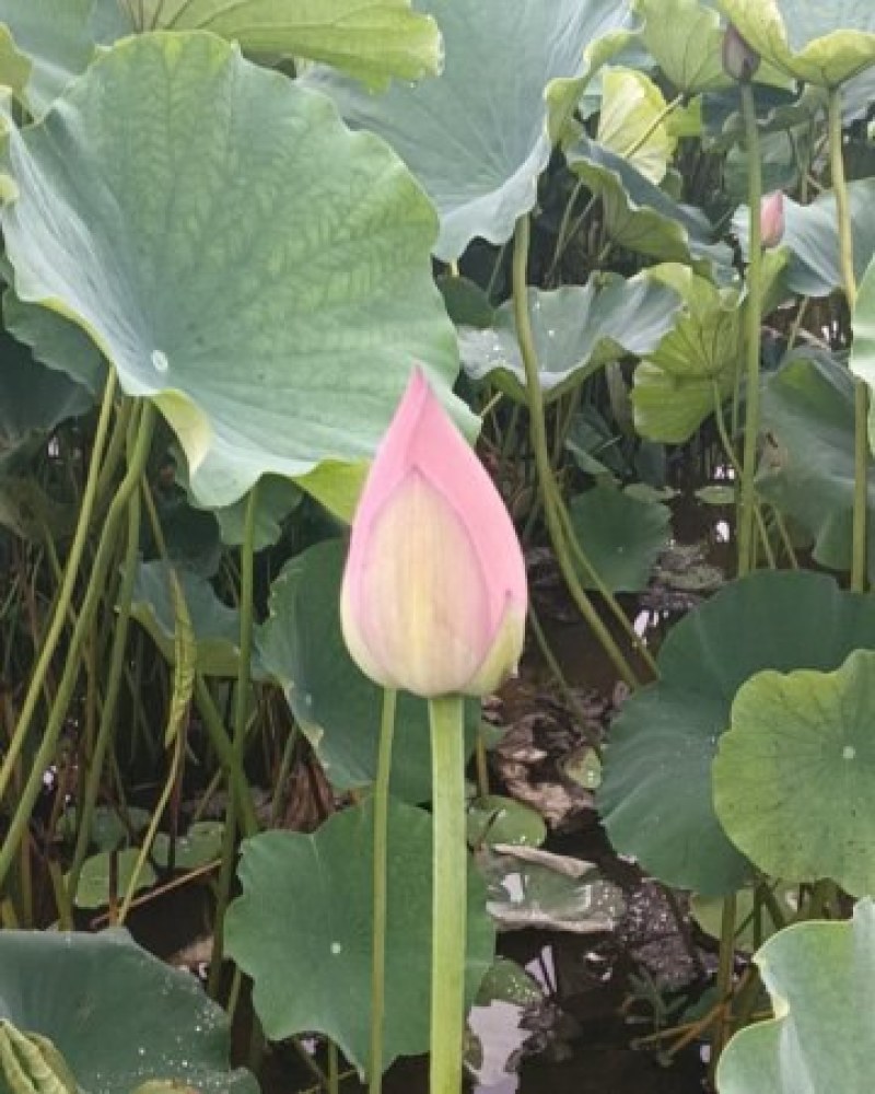 四川安岳县荷花