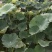 四川安岳县荷花