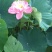 四川安岳县荷花