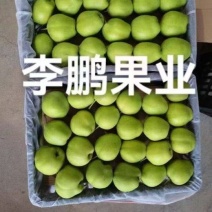 早酥梨蒲城青皮梨脆甜可口皮薄多汁核小