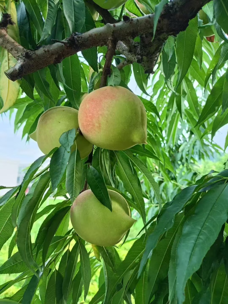 鹰嘴桃，又脆又甜，个头大，3两起至8，外观漂亮。