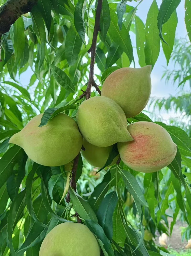 鹰嘴桃，又脆又甜，个头大，3两起至8，外观漂亮。