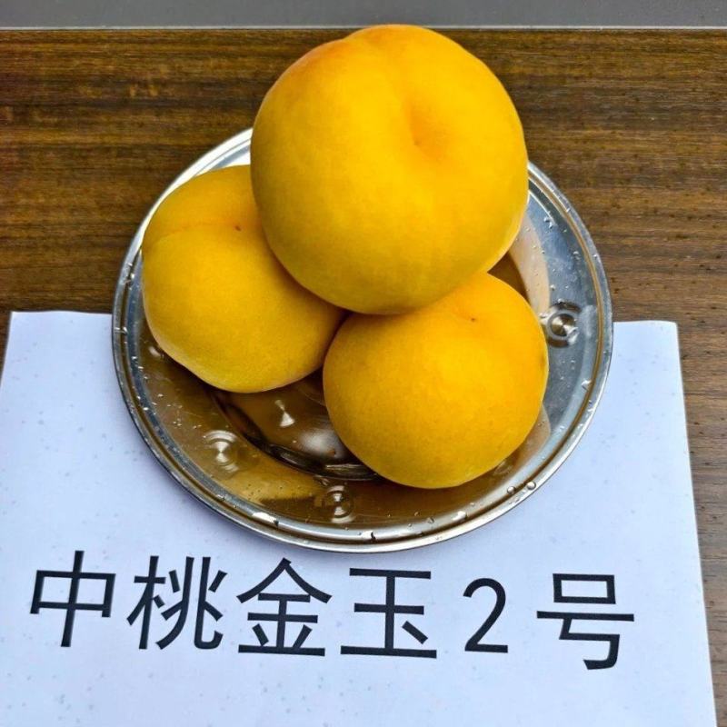 蒙阴蜜桃水蜜桃黄桃黄金蟠桃成熟供应