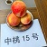 蒙阴蜜桃水蜜桃黄桃黄金蟠桃成熟供应