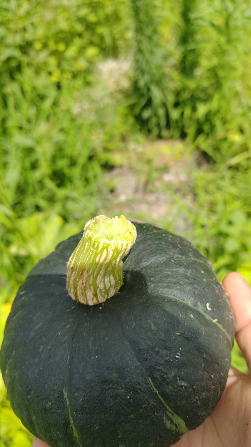 贝贝南瓜，爆粉贝贝。